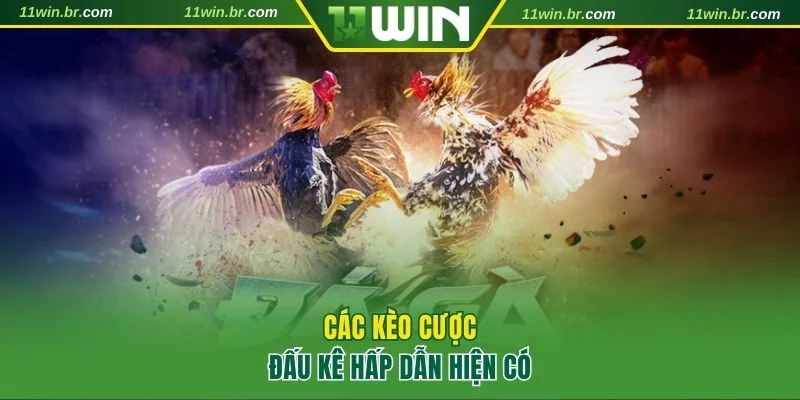 đá gà 11Win 4 3 loại hình cược đá gà nổi bật tại 11WIN